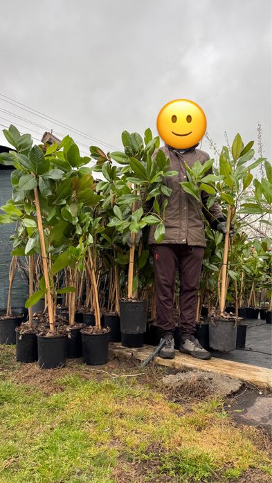 Магнолия Грандифлора(Grandiflora) - вечнозелена