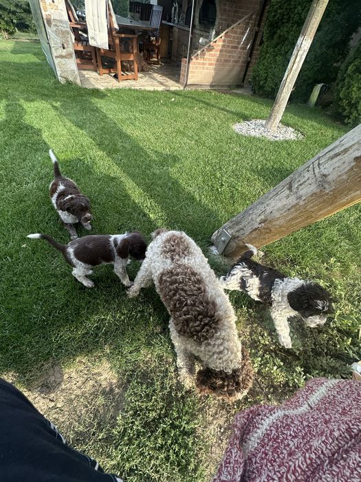 Caini lagotto !!