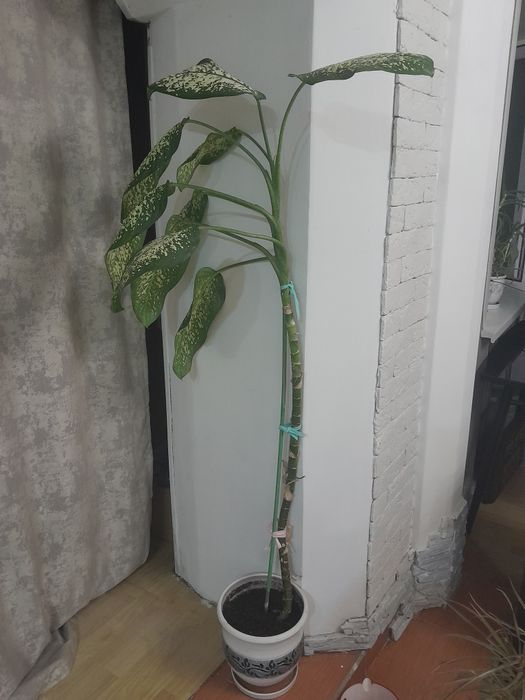 Продам дифенбахию, высота 140