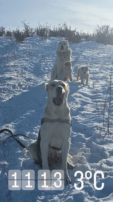 Продам щенков САО ( алабай ).