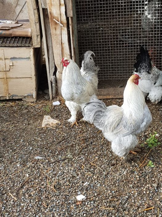 Петухи Брама……..