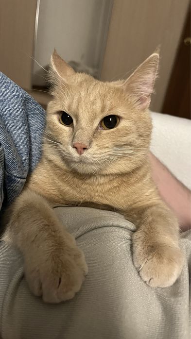 Отдам котика в добрые руки