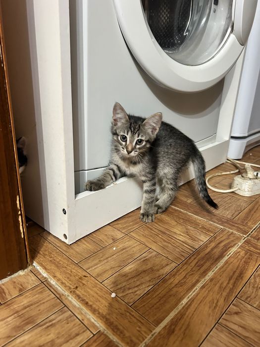 Отдам в добрые руки кошечек