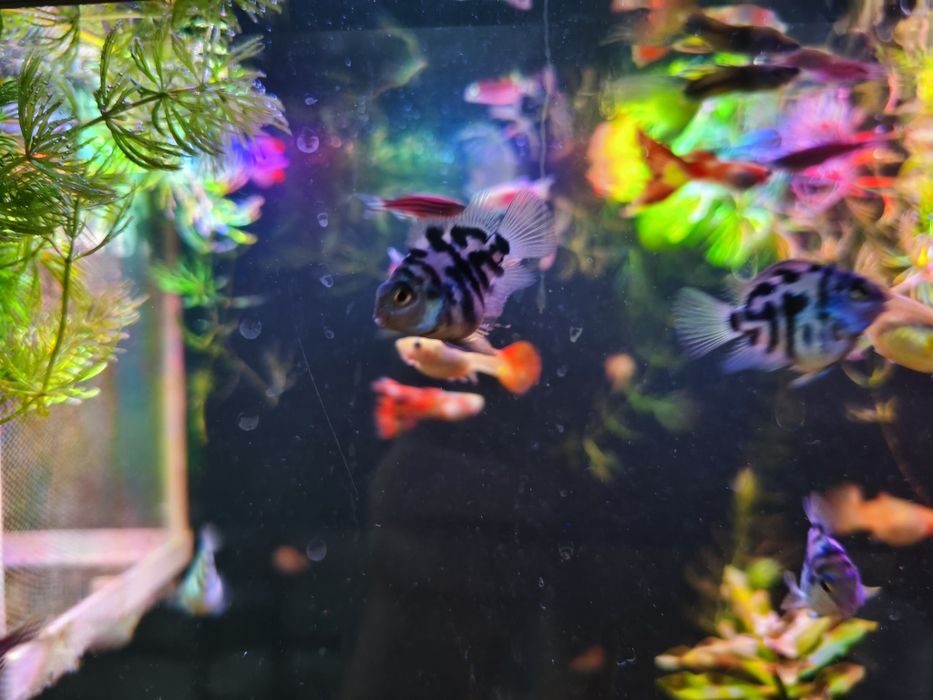 Продам аквариумных рыбок