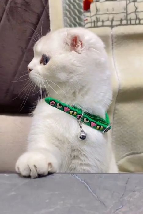 scottish fold shinshila