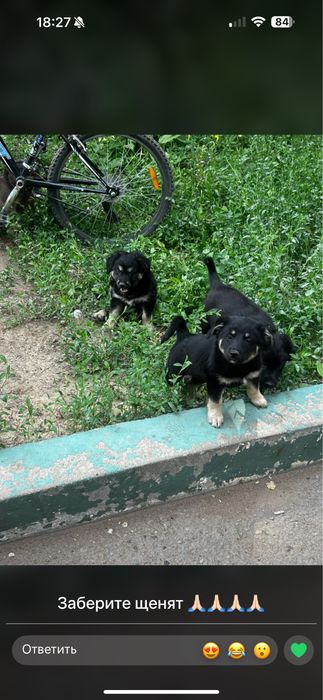 Щенки в добрые руки
