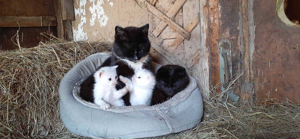 Дарю, успей забрать котика!