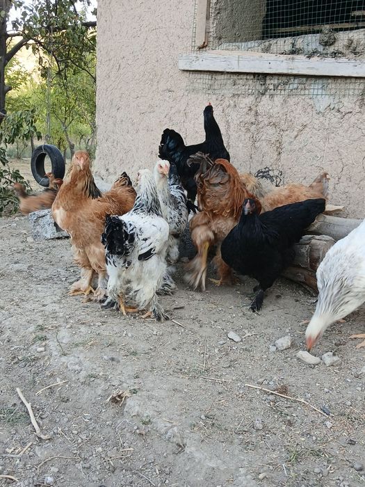 Jersey gigant va Brama zotli 5 oylik jo'jalar