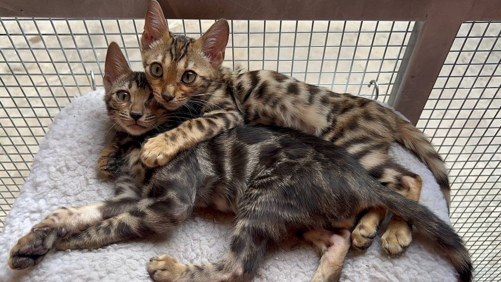 Бенгальский кот и котята