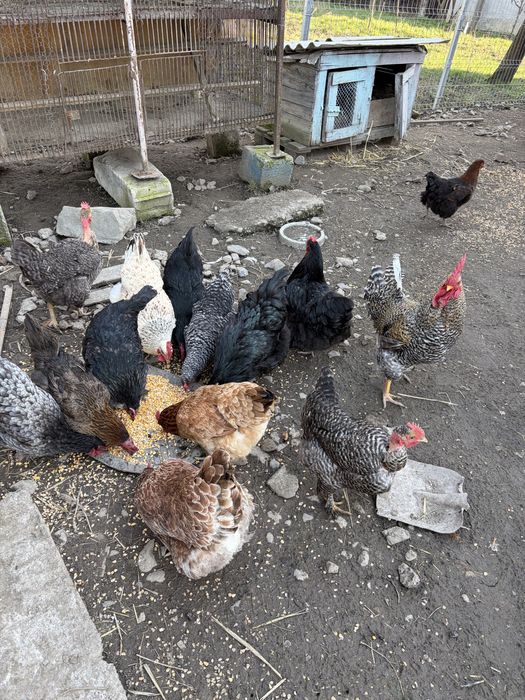 Oua de incubat de la gainile din imagine