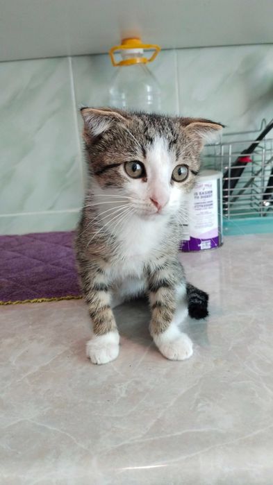 Продам вислоухого котёнка