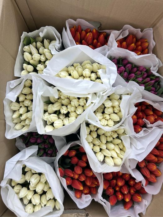 Тюльпаны Большие Бутоны