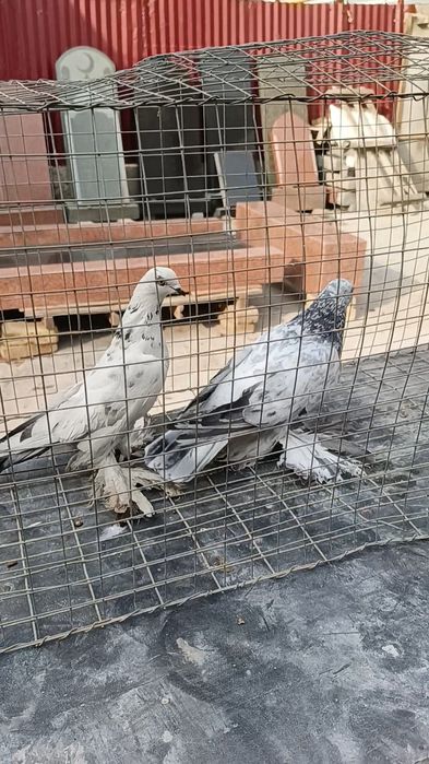 Голуби челкарь и сочиха