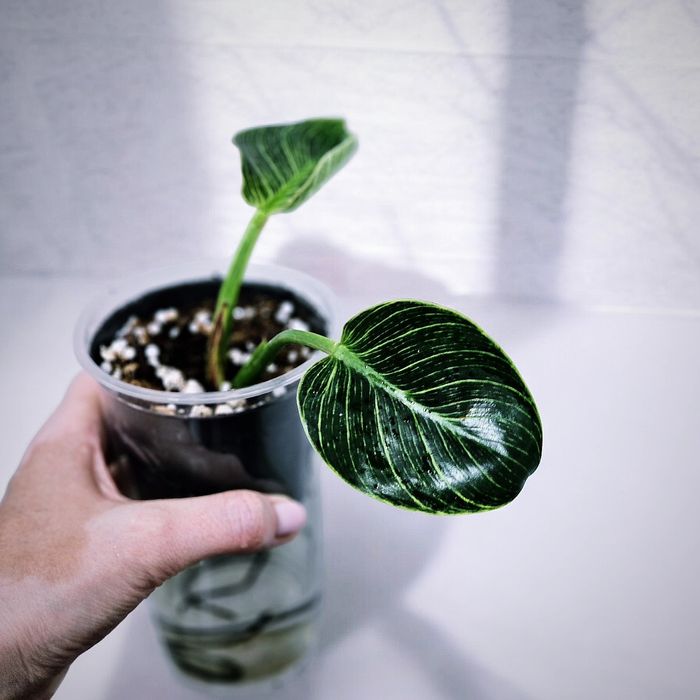 Филодендрон Биркин