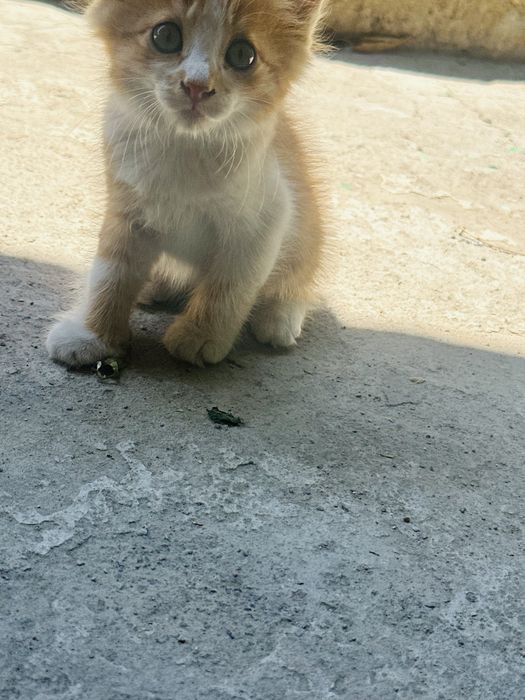 Отдам котят в добрые ручки