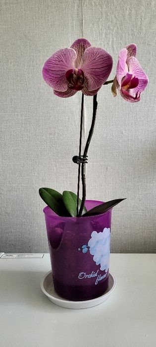 Продам орхидея фаленопсис