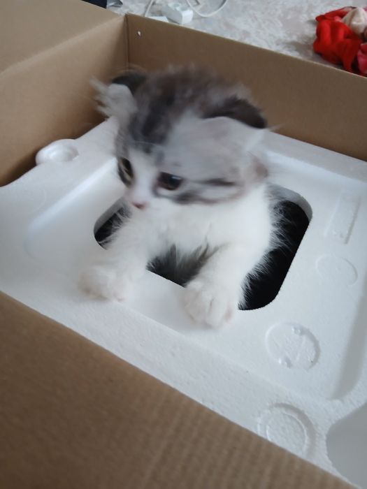 Шотландский вислоухи котенок