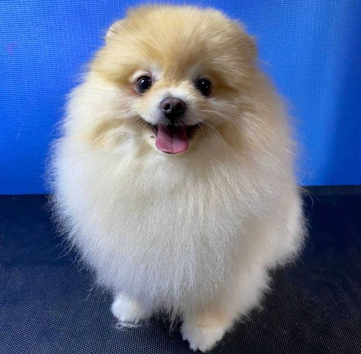 Coafor căței , grooming canin.