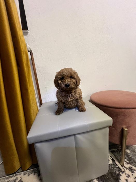 Fetiță pudel cu pedegree caută altă casă