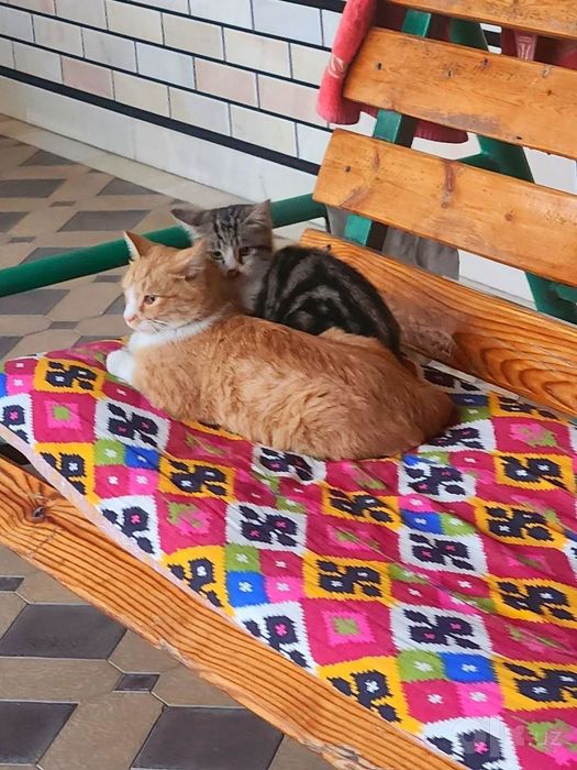 Котики в добрые руки даром