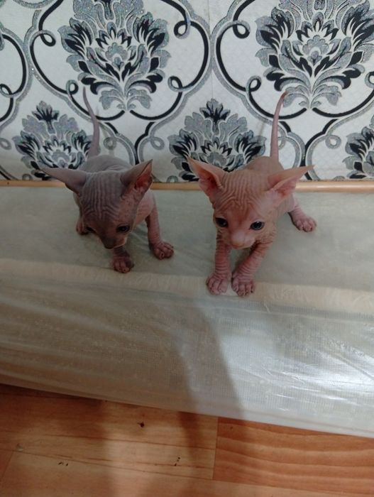 Резерв котят сфинксы