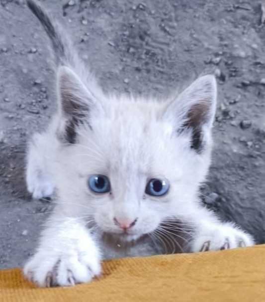 Котенок ищет семью, мальчик