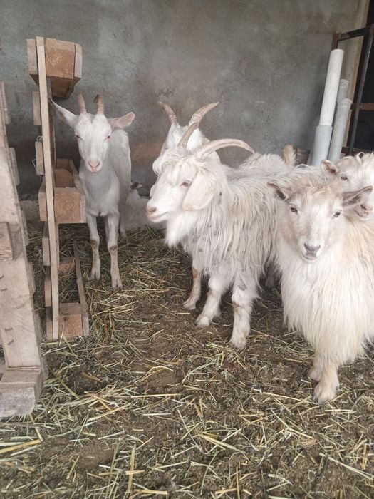 Ешкілер сатылады.