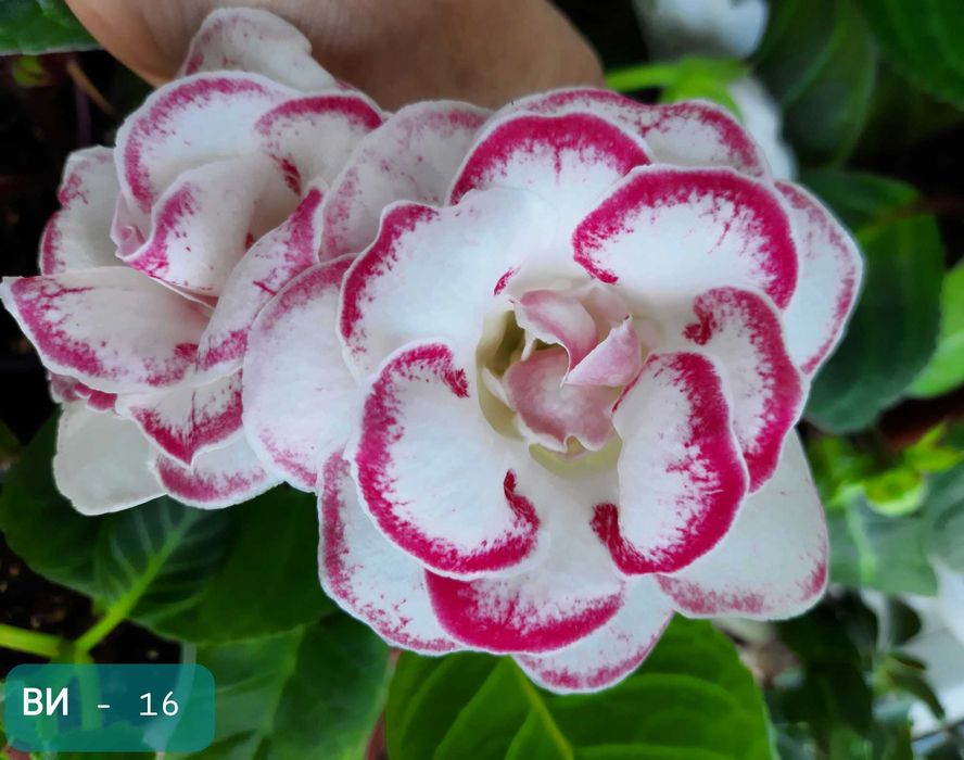 Продам смесь семян глоксиний