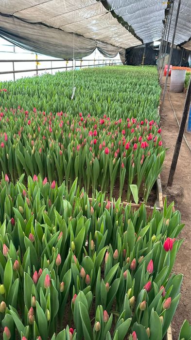 Тюльпаны талдыкорган