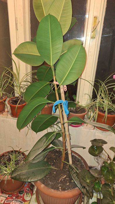 Floare decorativa ficus