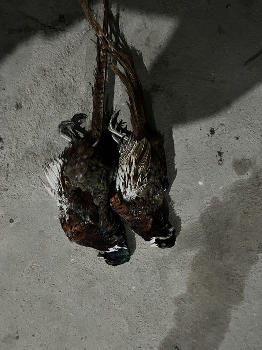 Фазан Дикий чишиненный