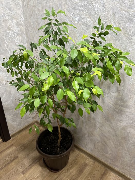 Фикус Бенджамина большой