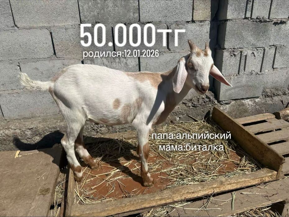 продам молодых козликов