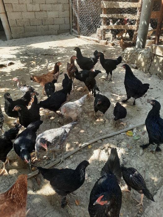 Домашний куры.срочно продам