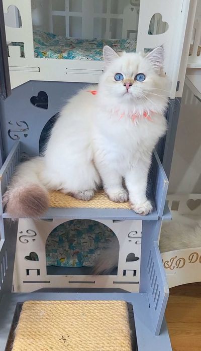 Fetita British Longhair alba cu ochi albastri - linie selecta