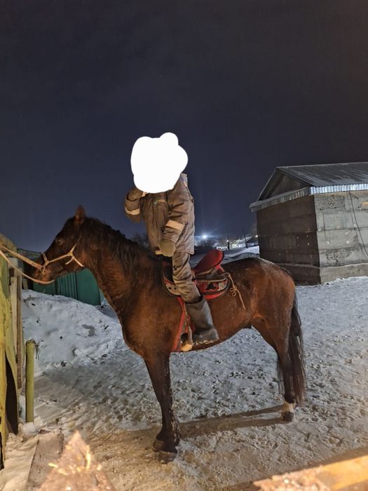 Айғыр сатыладады 8 жасар