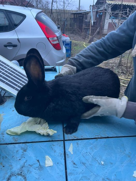 Mascul de reproductie rasa pura