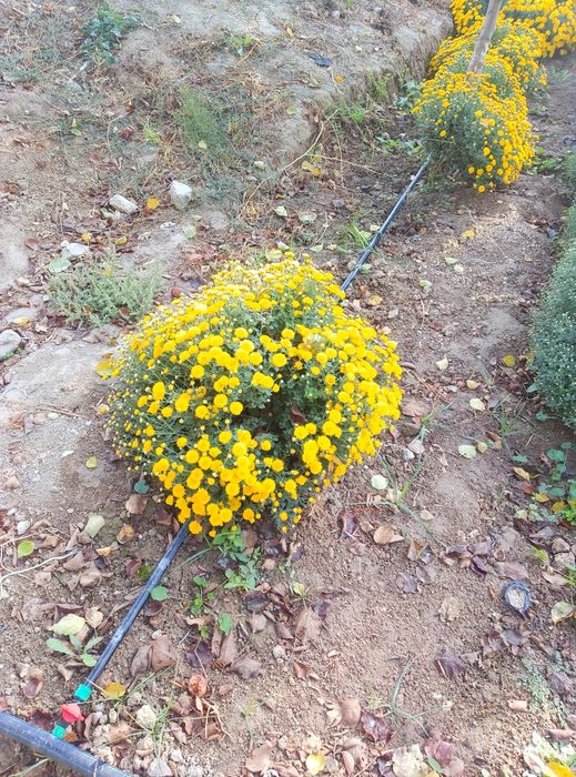 GOLBUS GUL 6 xil rangi bor