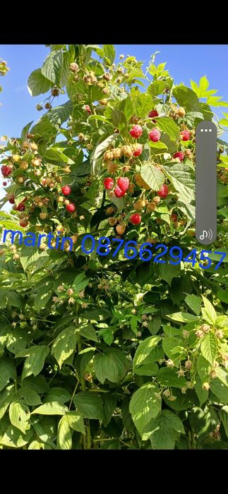 Расзад малини и ягоди