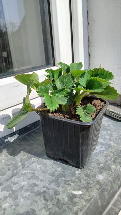 Продам  клубнику