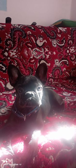 Продам французского бульдога