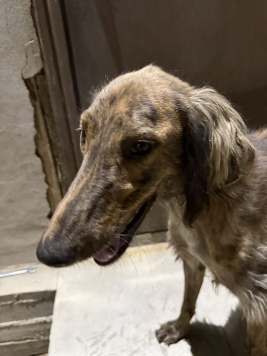 Тазы 1,5 жасар рабочи !!!