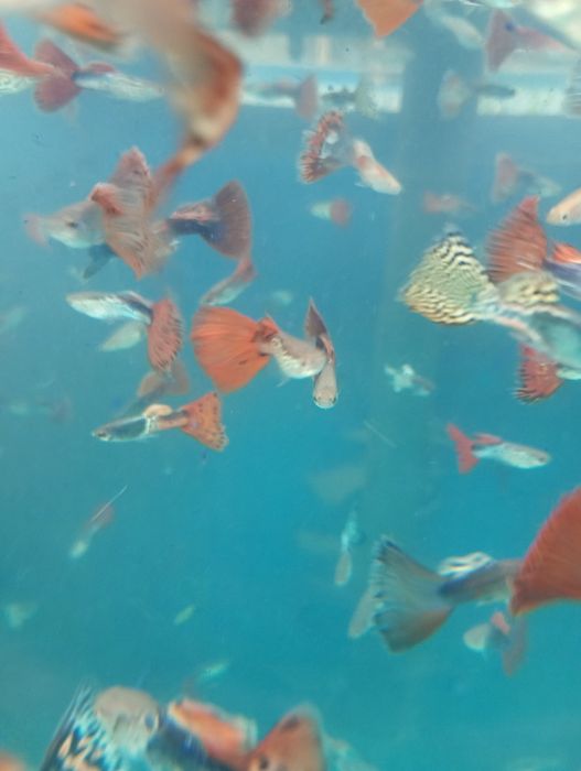 Guppy. Vivipari. Pești de acvariu. Reproducători.