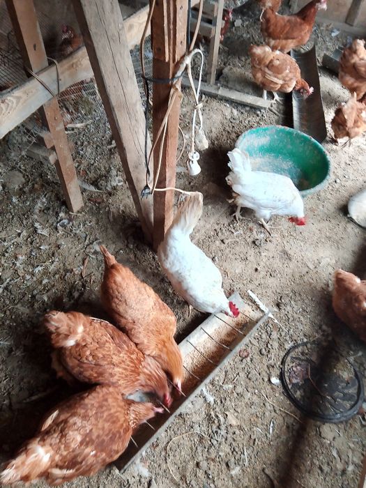 Тауықтар сатылады