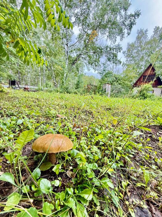 Дача, Щучинск, ул. Прилесная