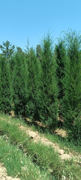 5 йиллик стрижка можжевельник арча