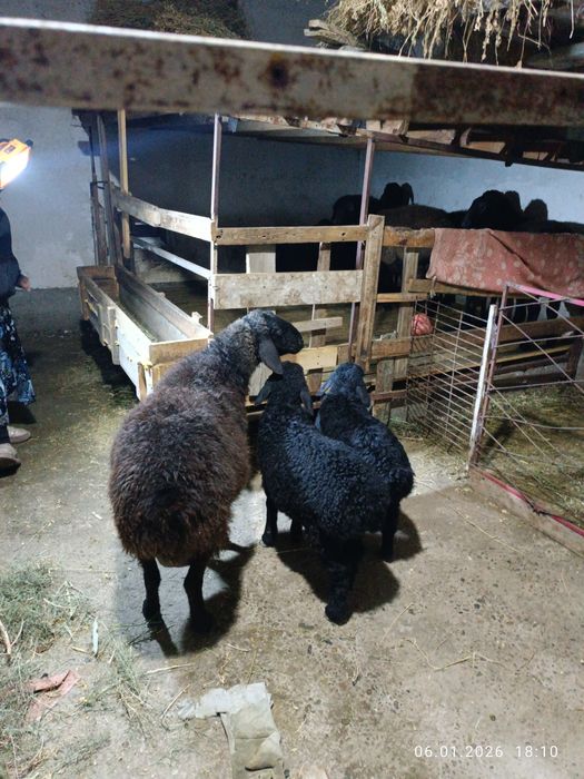 Эгиз Она ва куйлар.