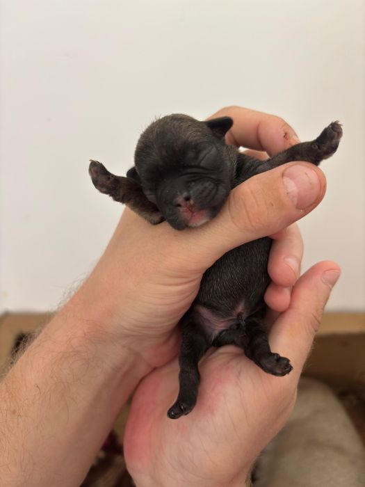 Щенки французского бульдога