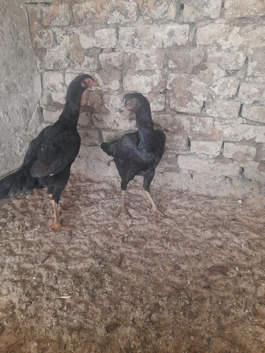 Жужа макёнлар сотилади