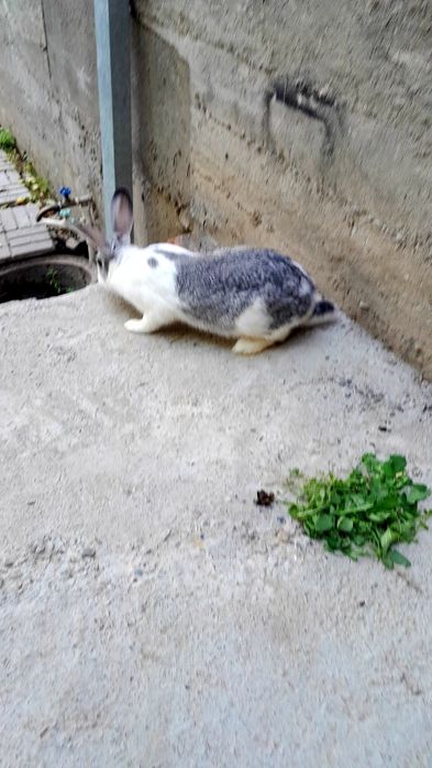 Қуйон ургочиси бор.